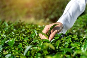 agricultor de camisa branca em meio a lavoura analisando plantas para elaboração de bioprodutos da agricultura moderna