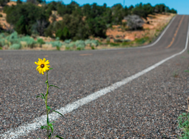 flor crescendo as margens de uma estrada pavimentada com asfalto sustentável